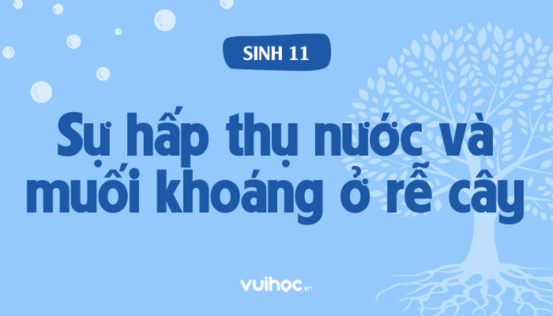 Hinh anh mo ta chi tiet he re cay hut nuoc tu dat phuc vu cho trac nghiem sinh 11 bai 1
